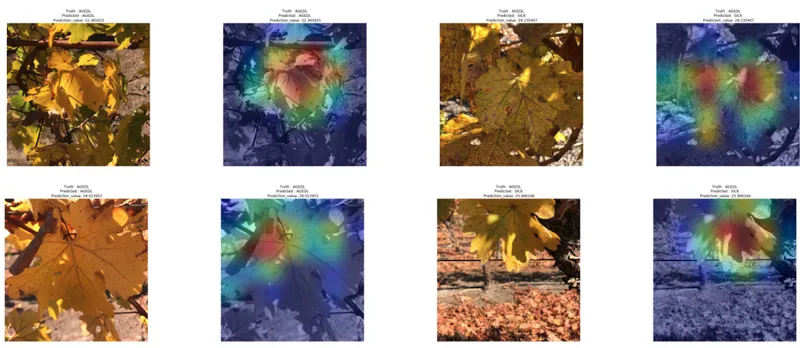 Vineyard Disease Classification