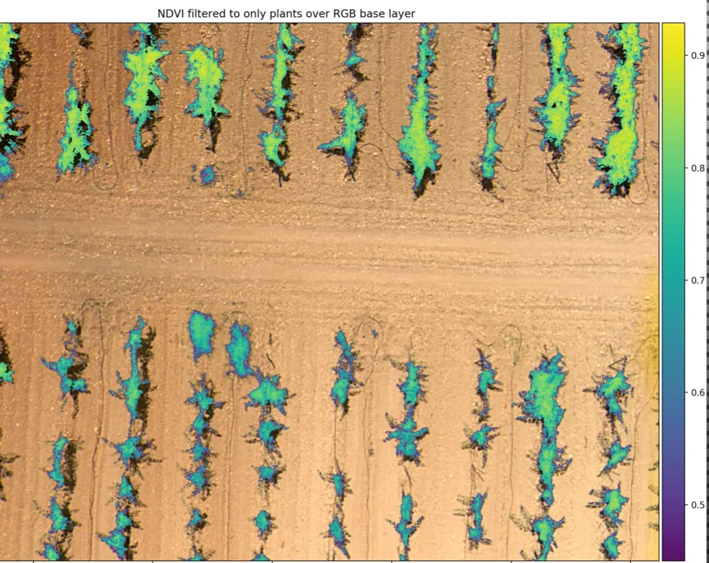 NDVI values filtered to plant regions and overlaid on the RGB field image